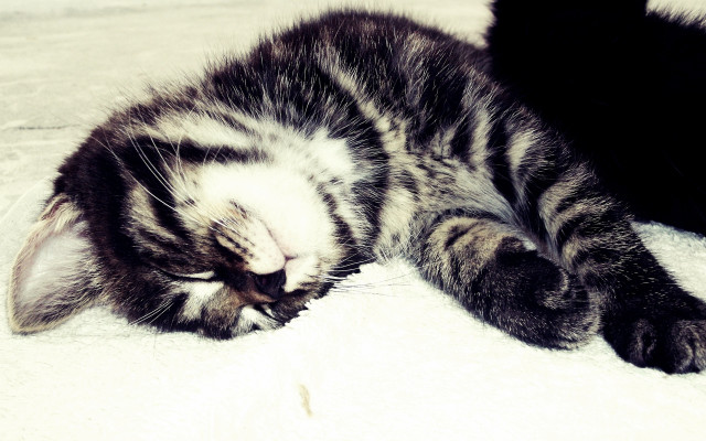 Cat sleeping white blanket adorable free wallpaper - medium preview image