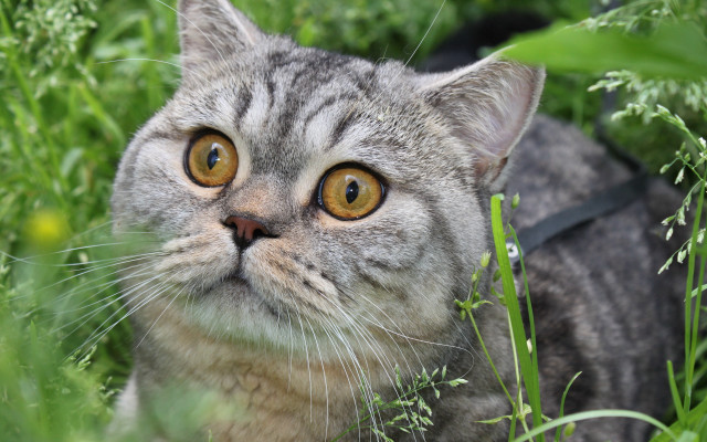 Black cat flowers grass outdoors free wallpaper - medium preview image