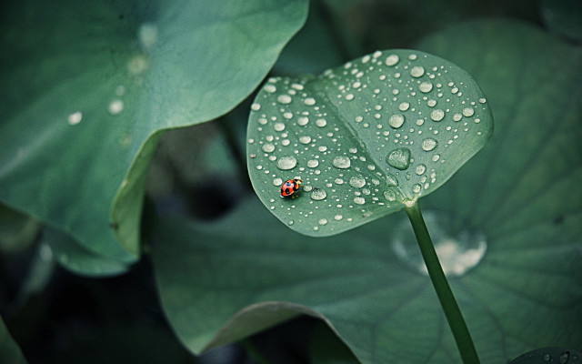 Ladybug green leaf water droplets #10 free wallpaper - medium preview image