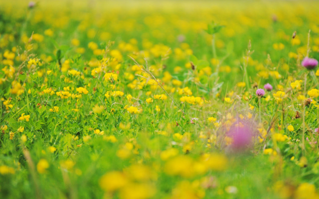 Flower field bush tree garden free wallpaper - medium preview image