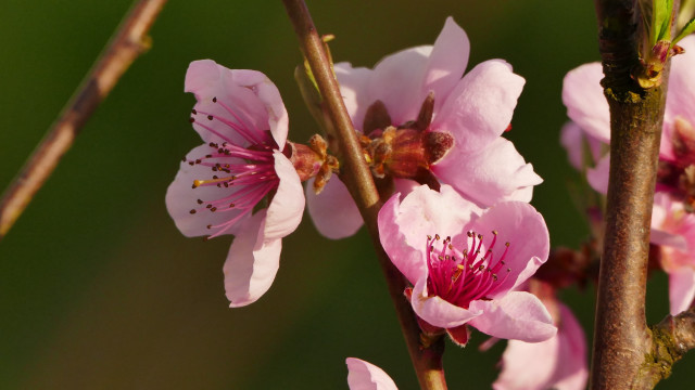 Flower butterfly pink white macro free wallpaper - medium preview image