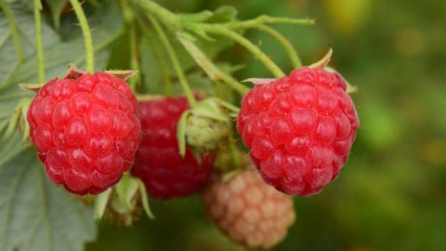 Three raspberries branch leaves bokeh free wallpaper - medium preview image