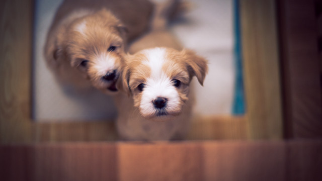 Puppies doorway shiba inu bokeh free wallpaper - medium preview image