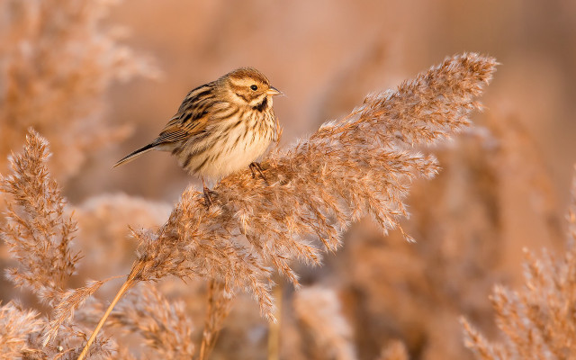 Bird brown white feathers autumn free wallpaper - medium preview image
