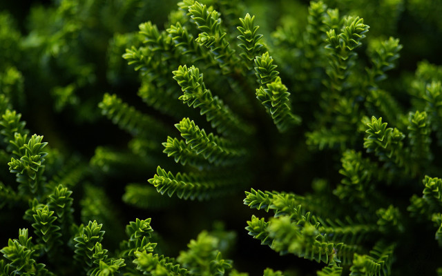 Green leaf closeup macro bamboo free wallpaper - medium preview image