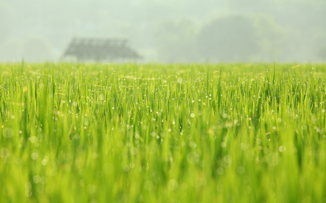 House dew grass tiltshift nature free wallpaper - medium preview image