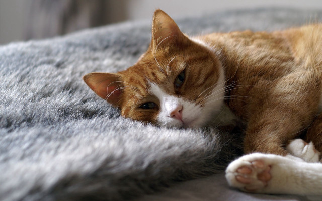Cat blanket eyes closed head free wallpaper - medium preview image