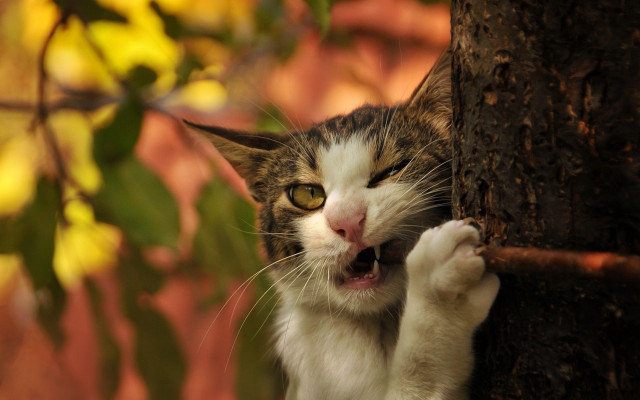 Cat climbing tree branch looking free wallpaper - medium preview image