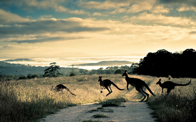 Kangaroos running field sun mountains free wallpaper - medium preview image