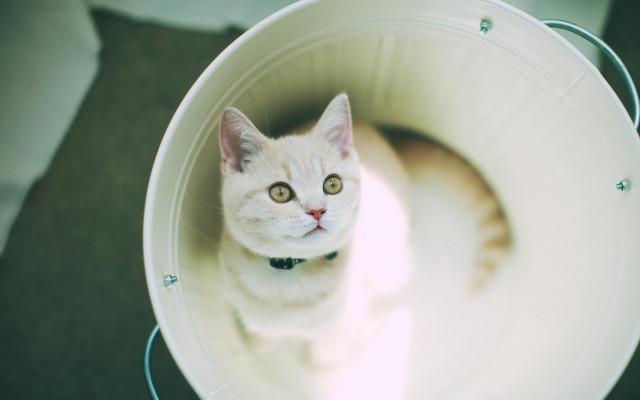 White cat bucket floor rug free wallpaper - medium preview image