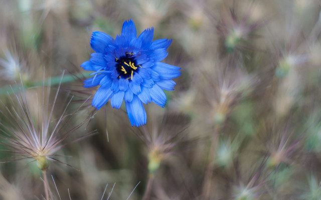 Blue flower yellow center macro #9 free wallpaper - medium preview image