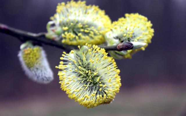 Tree branch yellow flowers buds free wallpaper - medium preview image