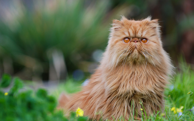 Sad cat in grass impressionism free wallpaper - medium preview image