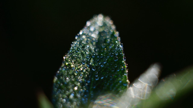 Leaf water droplets macro bokeh #3 free wallpaper - medium preview image