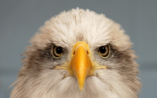 Bald eagle closeup angry realistic free wallpaper - medium preview image
