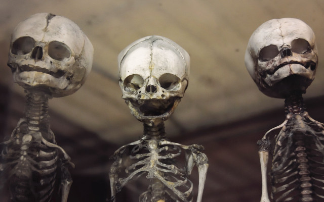Three skeletons blurry background goggles free wallpaper - medium preview image