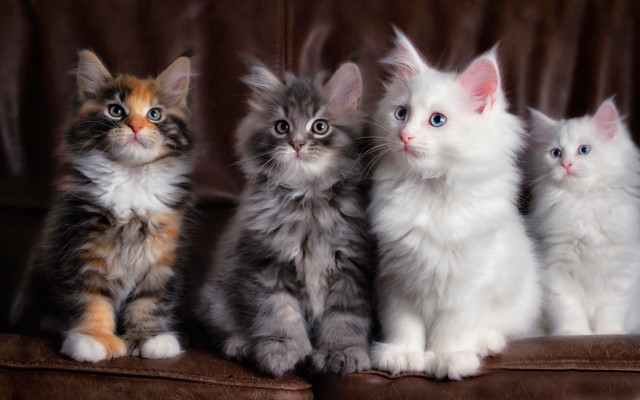 Kittens couch sad rococo cute free wallpaper - medium preview image