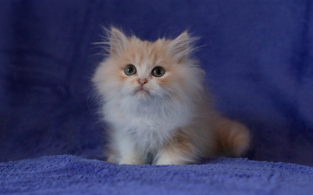 Kitten blue blanket sad eyes free wallpaper - medium preview image
