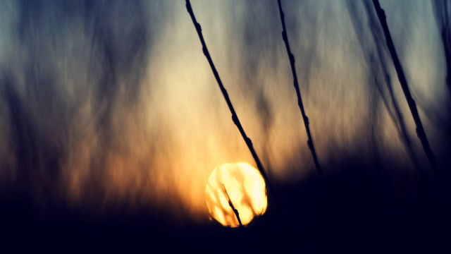 Sunset tallgrass branches macro clouds free wallpaper - medium preview image