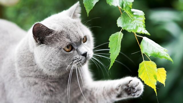 Cat reaching leafy branch sharp free wallpaper - medium preview image