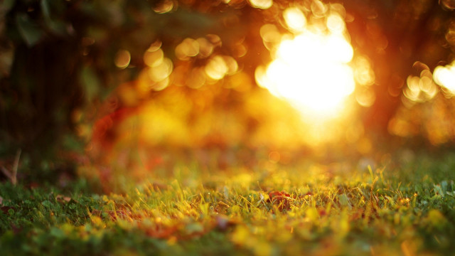 Sunset forest leaves fire embers free wallpaper - medium preview image