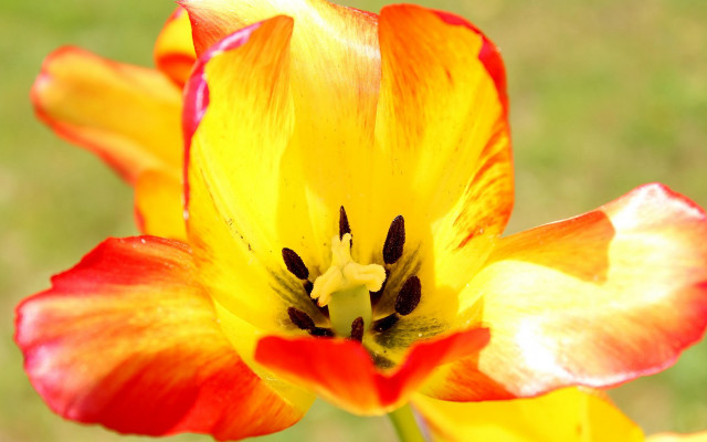 Yellow red flower green white free wallpaper - medium preview image