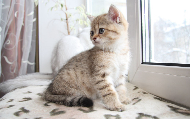 Small kitten by window with free wallpaper - medium preview image