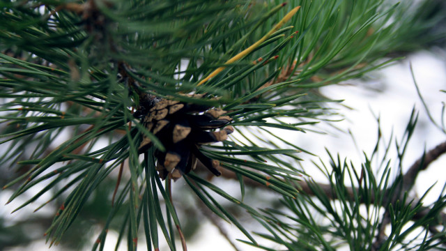 Pine cone pine tree snow free wallpaper - medium preview image