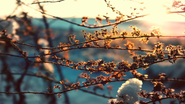 Tree sunlight autumn blurry background free wallpaper - medium preview image