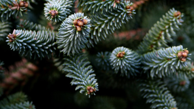 Pine cones needles bokeh nature free wallpaper - medium preview image