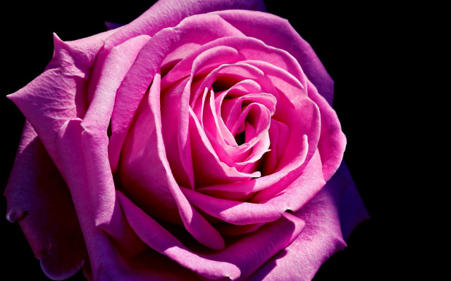 Pink rose macro neo romanticism #2 free wallpaper - medium preview image