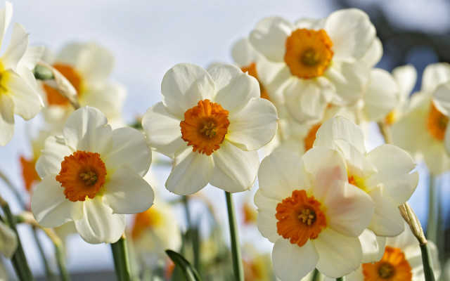 White orange flower field bokeh free wallpaper - medium preview image
