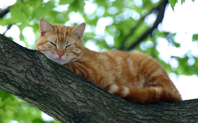 Cat sleeping on branch orange free wallpaper - medium preview image
