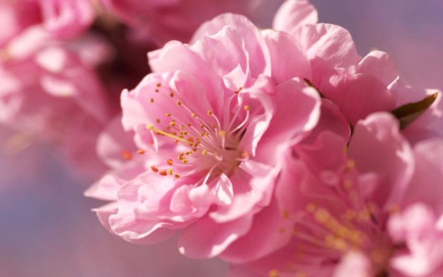 Pink flower cherry blossoms macro #2 free wallpaper - medium preview image
