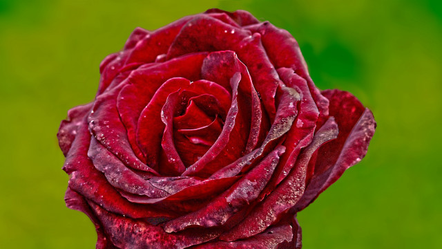 Red rose water droplets macro #57 free wallpaper - medium preview image