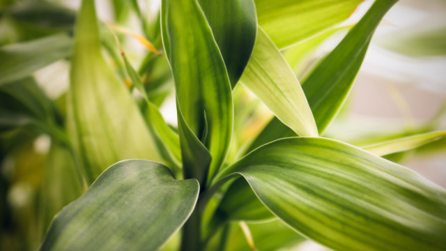 Green plant leaves macro bokeh free wallpaper - medium preview image