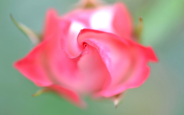 Pink rose green background macro free wallpaper - medium preview image
