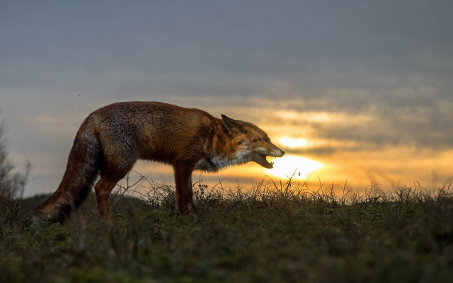 Fox field forest sunset grass free wallpaper - medium preview image