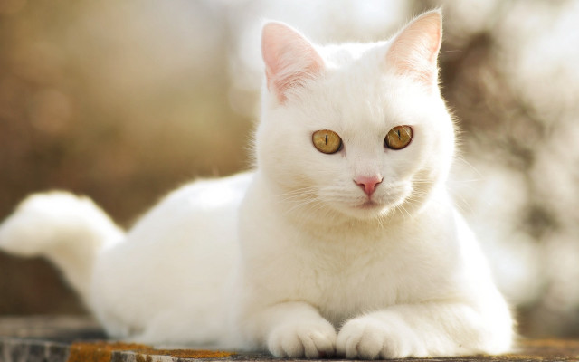 White cat yellow eyes sitting #2 free wallpaper - medium preview image
