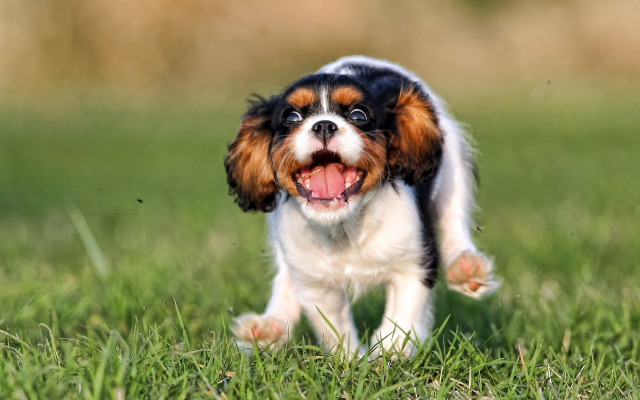 Small dog running field smile free wallpaper - medium preview image