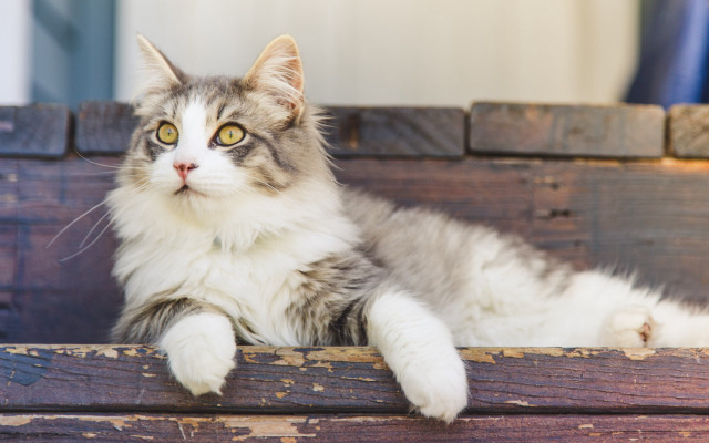 Sad cat on wooden bench free wallpaper - medium preview image