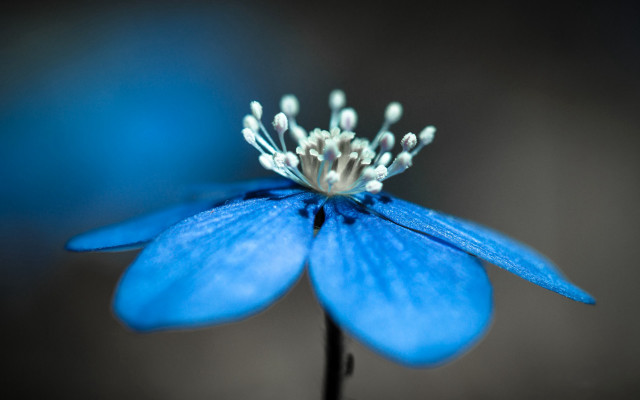 Blue flower white stamens macro free wallpaper - medium preview image