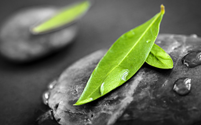 Green leaf rock water droplets free wallpaper - medium preview image