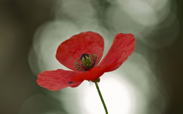 Red flower insect macro moon free wallpaper - medium preview image