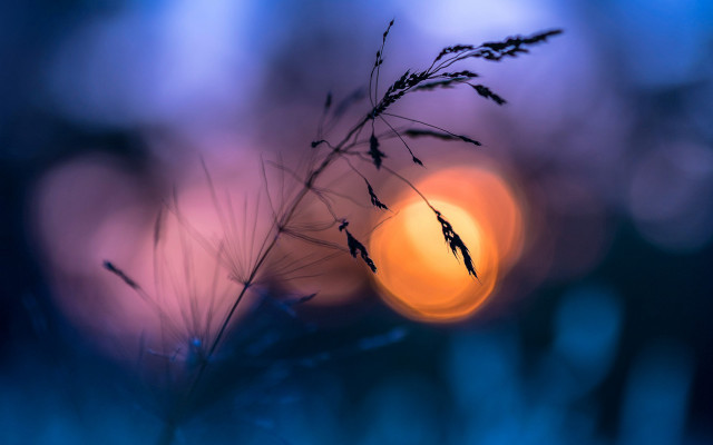 Blurry plant moonlight mystical colors free wallpaper - medium preview image