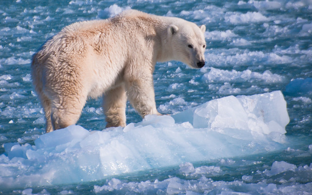 Polar bear ice float distant free wallpaper - medium preview image