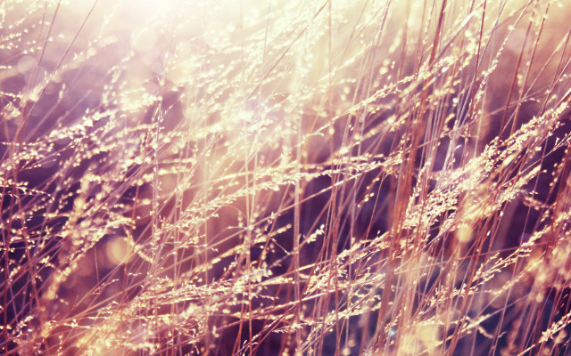 Dew grass autumn ferriswheel fireworks free wallpaper - medium preview image