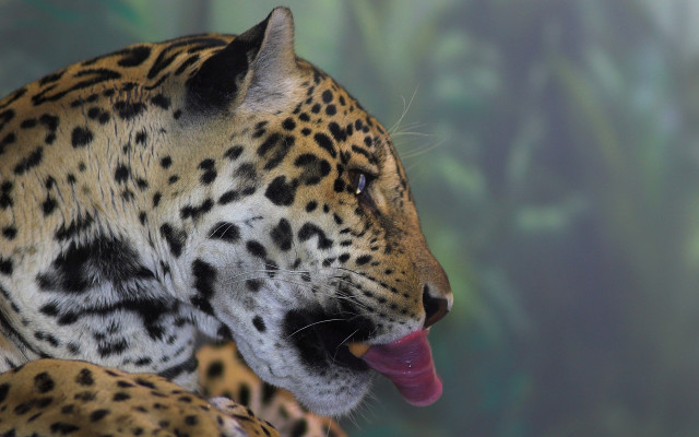 Leopard tongue open jigsaw puzzle free wallpaper - medium preview image