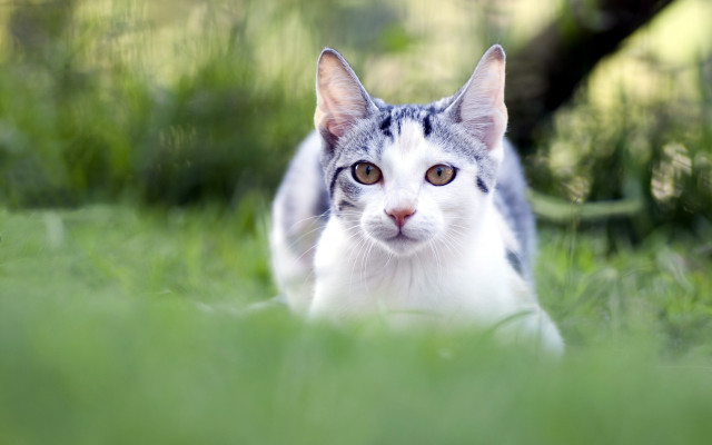 Curious cat walking grass outdoors free wallpaper - medium preview image