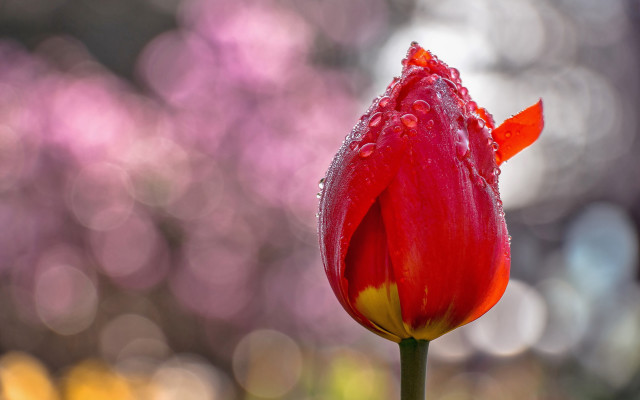 Red flower water droplets bokeh #2 free wallpaper - medium preview image